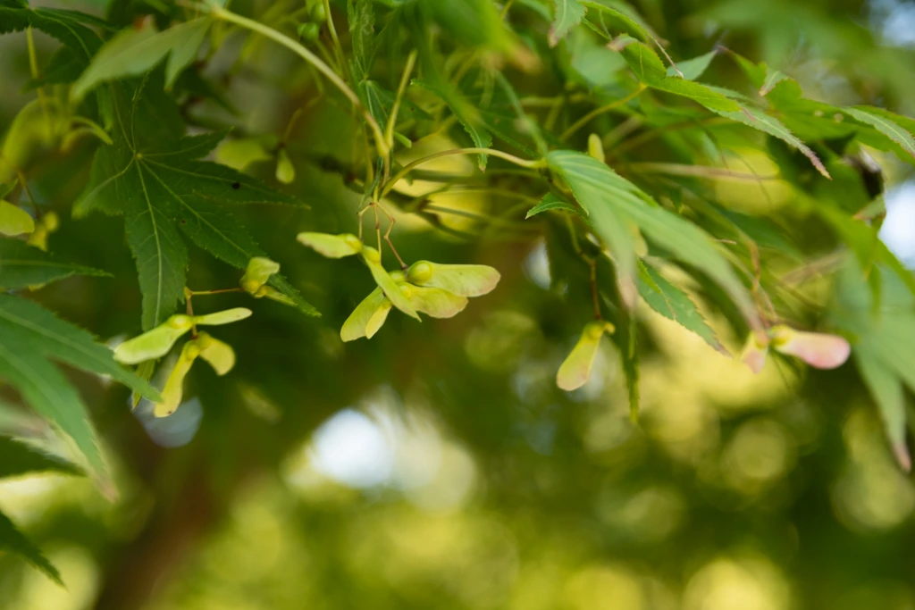 Acer palmatum VJ